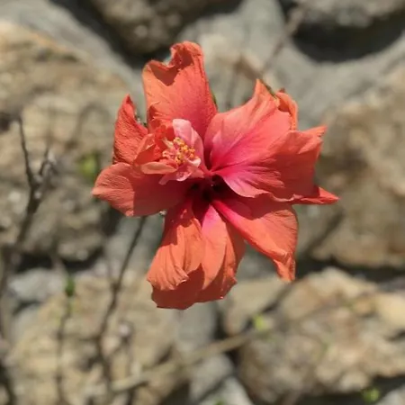 Casa Mata Da Ribeira *