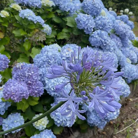 Casa Mata Da Ribeira בית כפרי *