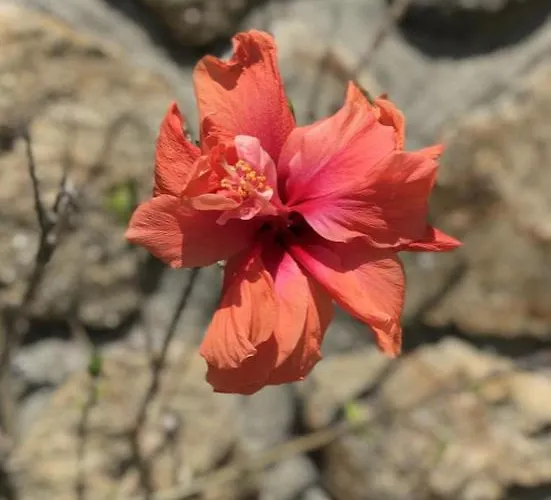 Casa Mata Da Ribeira *